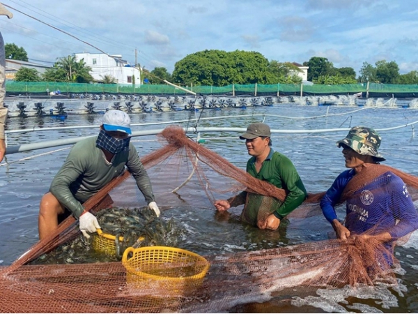 Xây dựng chuỗi giá trị ngành hàng tôm Cà Mau