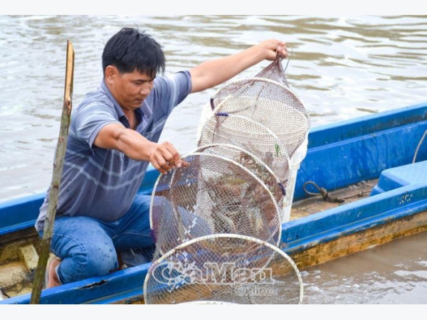 Chú trọng nuôi tôm quảng canh cải tiến và tôm - rừng