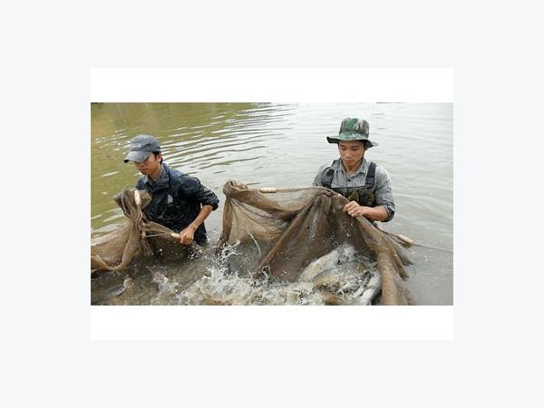 Tăng Cường Quản Lý Chất Lượng Giống Thủy Sản Ở Nam Định