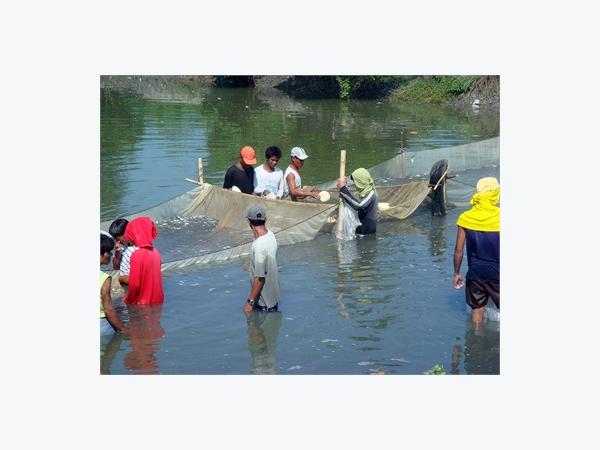 Siêu Giống Cá Rô Phi Giúp Nông Dân Philippines