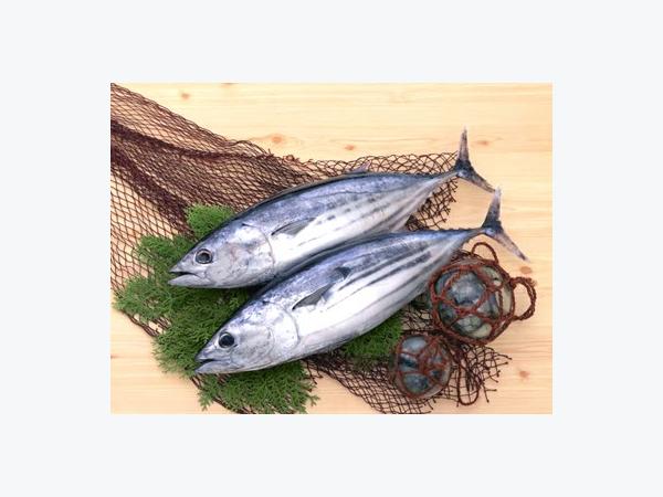 Giá cá ngừ, tôm hùm tại Phú Yên 26-02-2016