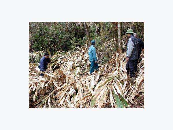 Hoàng Su Phì (Hà Giang) đối mặt với nguy cơ mất mùa Thảo quả