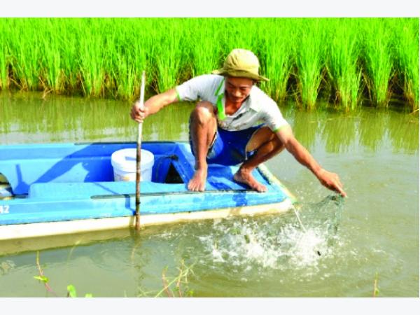 Nuôi tôm thẻ chân trắng quảng canh cải tiến