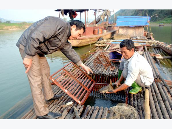 Vĩnh Lợi phát triển nghề nuôi cá lồng đặc sản