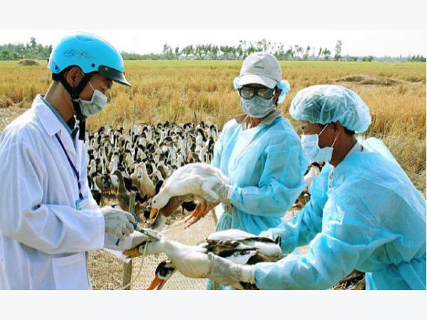 Bệnh cúm A/H7N9 nguy hiểm như thế nào?