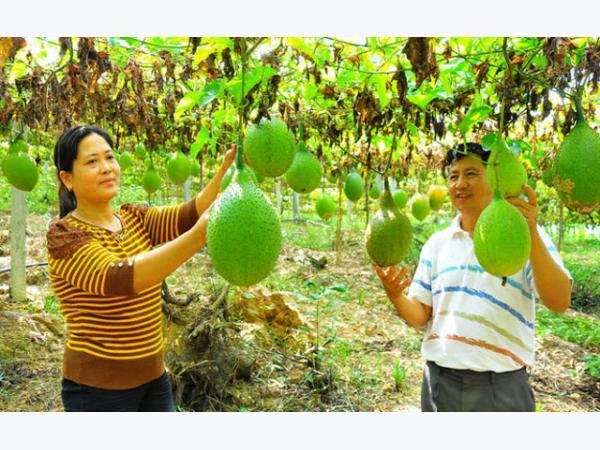 Trồng cây tiền tỷ: Vua gấc tiết lộ trồng gấc 1 lần, “ăn sẵn” 20 năm