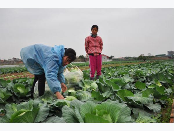 Rau xanh rớt giá, càng bán càng buồn