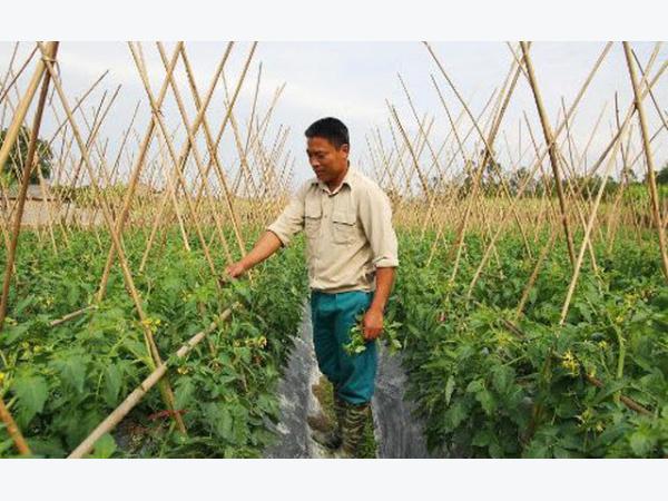 Người thanh niên làm giàu từ mô hình trồng rau quả an toàn