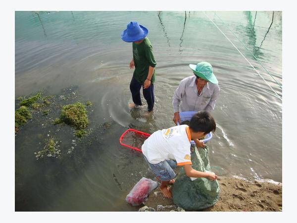 Nuôi tôm sú kiểu mới ở Ninh Thuận