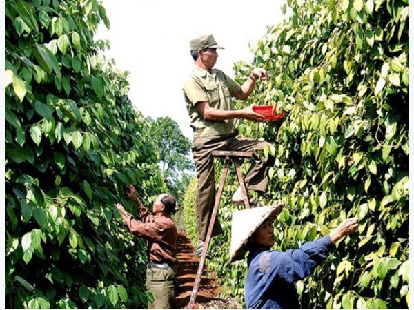 Hồ tiêu Tây Nguyên phải chăng đã hết thời hoàng kim?