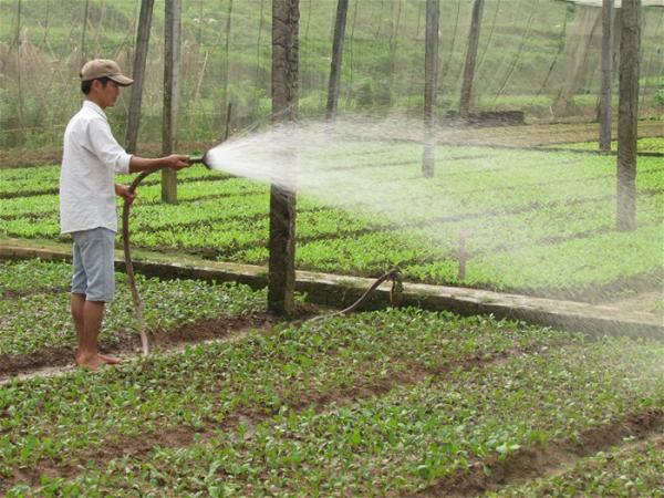 Hợp tác phát triển giống rau, hoa và khoai tây với Hà Lan