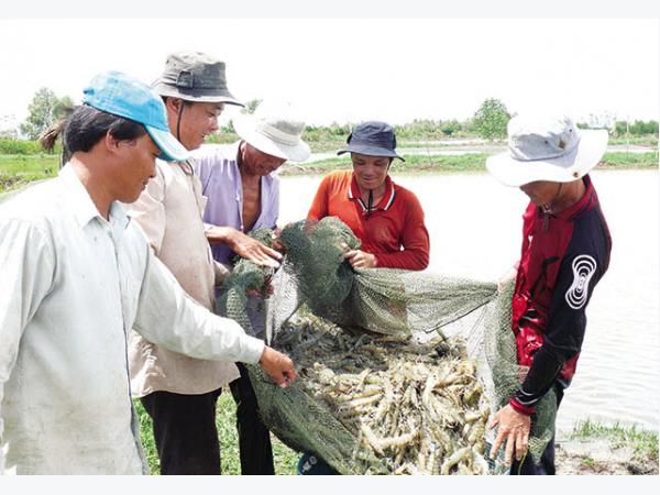 Chỉ tiêu nuôi tôm Cà Mau đến năm 2020