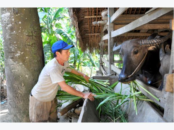 Nuôi trâu nhốt chuồng ở Nà Tang