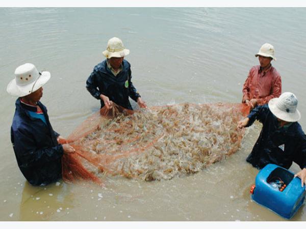 Con tôm Việt Nam: Hướng tới thương hiệu toàn cầu