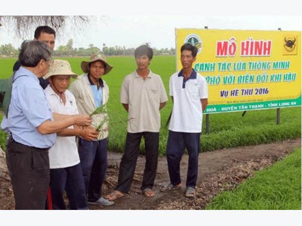 Khó tin: Chỉ sạ 50kg giống/ha, năng suất lúa vẫn cao ngất