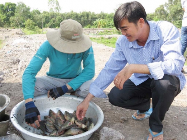 Long An: Giá cá tăng, người nuôi phấn khởi