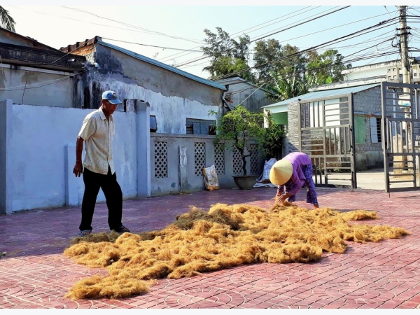 Hiệu quả từ trồng rong câu chỉ vàng