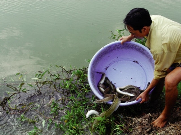 Mở hướng cho cá chình