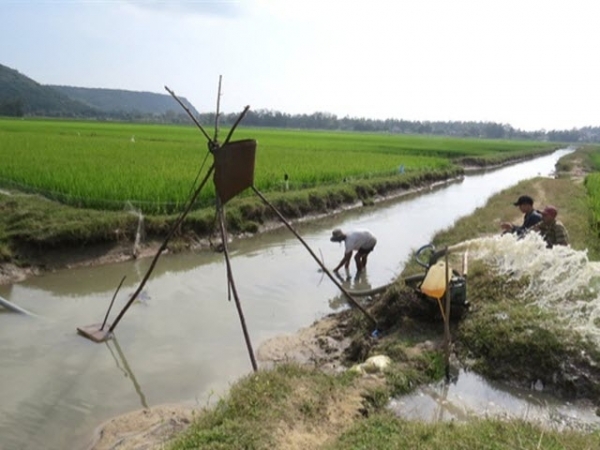 Nông dân Phú Yên xuống đồng sớm chăm sóc lúa