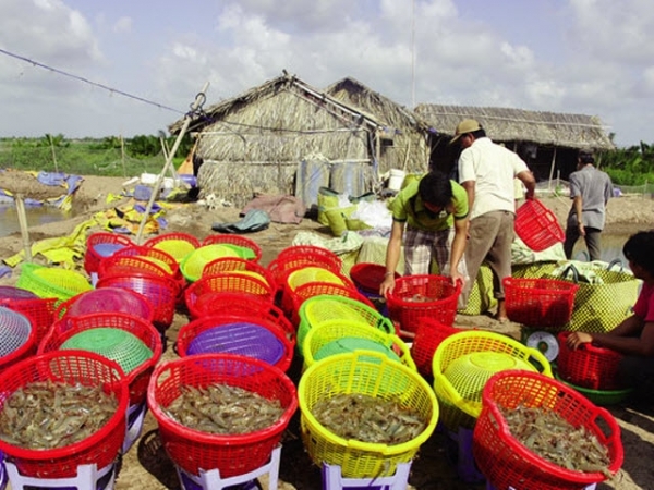 “Trúng đậm” nuôi tôm hai giai đoạn có thu tỉa