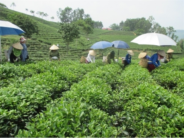 Làng nghề làm chè VietGAP