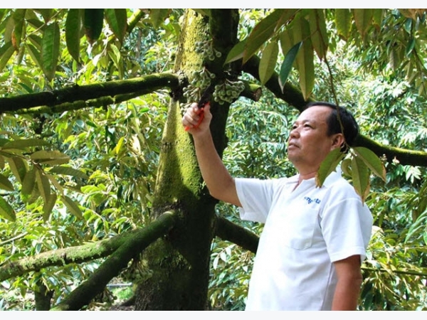 Tự tạo cơ hội: Thoát nghèo nhờ sầu riêng