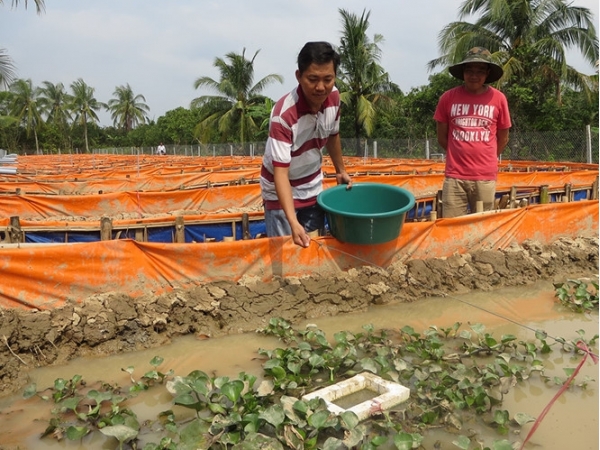 Nuôi lươn giống kiếm tiền tỉ