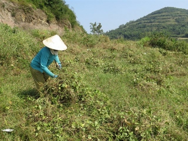 Hiệu quả trồng đậu đỏ trên đất xấu