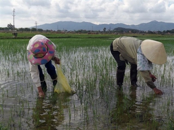 Những dịch bệnh hại cần chú ý trong tuần (từ 6-12/3)