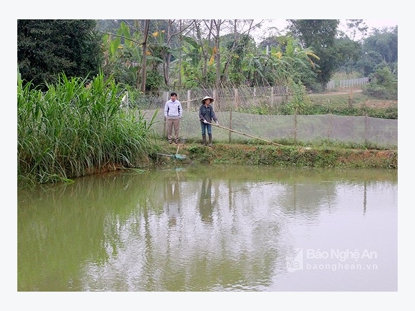 Lần đầu tiên nuôi cá chạch thành công nhờ lão nông Đậu Tiến Sỹ