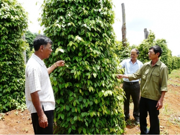 Thúc đẩy phát triển sản xuất hồ tiêu bền vững