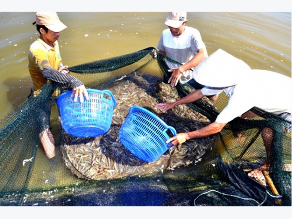 Khuyến khích nuôi tôm theo hướng VietGAP