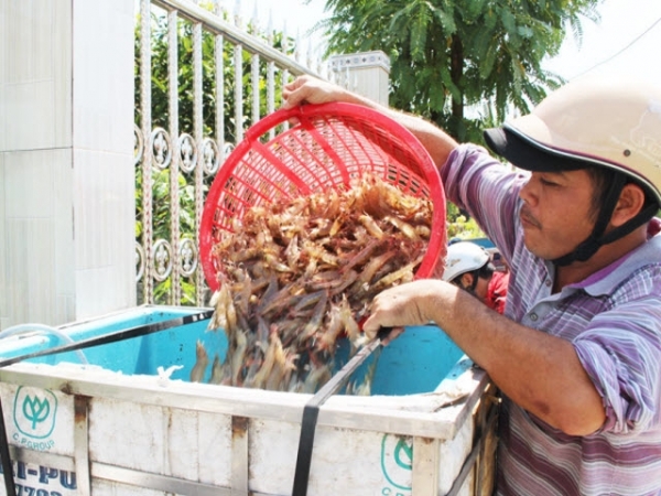 Hiệu quả từ nuôi tôm ứng dụng công nghệ mới