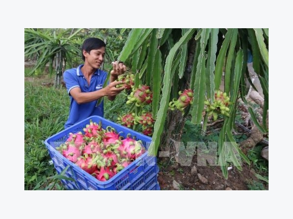 Nhà vườn xử lý thanh long cho trái mùa đạt lợi nhuận cao