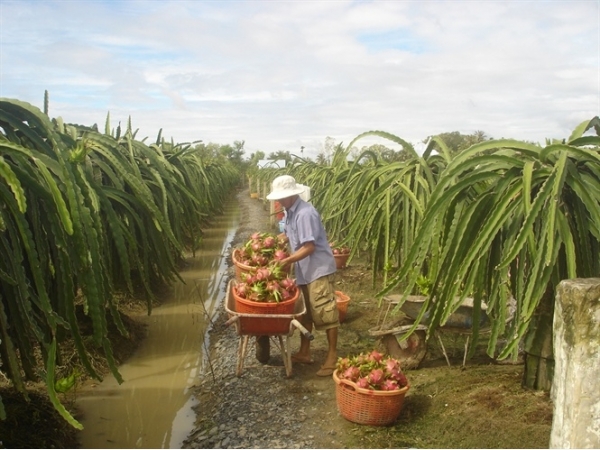 Xuất khẩu rau quả sang Nhật: Tăng trưởng nhanh nhưng còn khiêm tốn