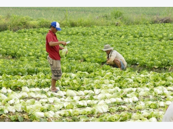 Sản xuất nông nghiệp an toàn