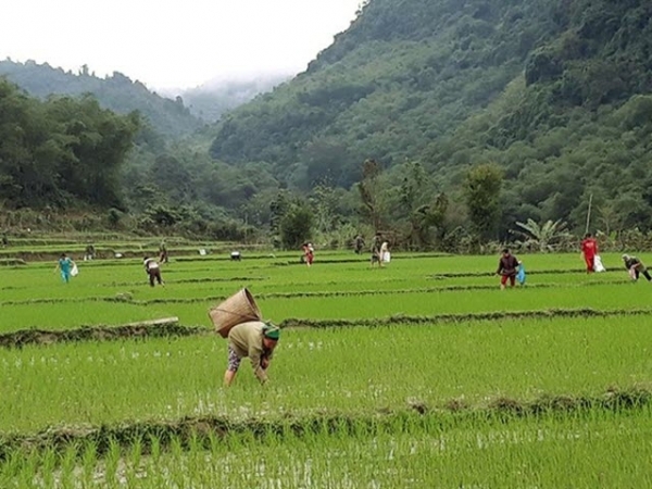 Đối phó với ốc bươu vàng hại lúa