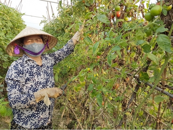 'Nữ tướng' làm thực phẩm sạch doanh thu 18 – 20 tỷ đồng/năm