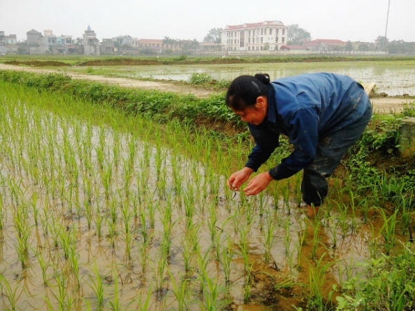 Điều khiển lúa xuân tránh sâu bệnh hại