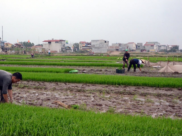 Phòng trừ bệnh lùn sọc đen phương Nam hại lúa xuân