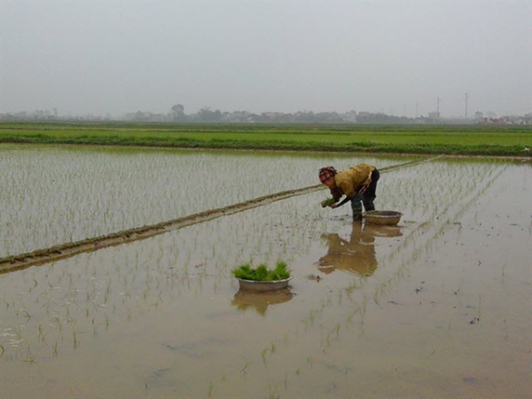 Chăm sóc lúa xuân đầu vụ