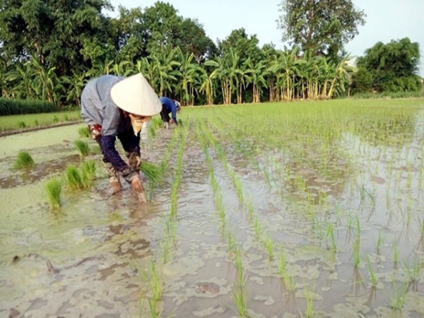 Một số lưu ý khi gieo mạ vụ mùa và làm đất trước khi cấy