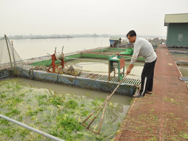 Nuôi cá lồng theo quy trình VietGAP ở Cao Đức