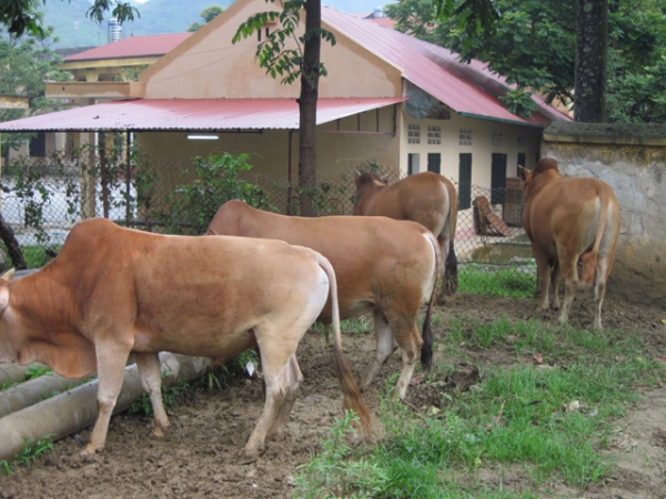 Kinh nghiệm vỗ béo bò