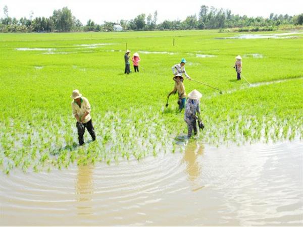 Hướng dẫn chăm sóc lúa xuân