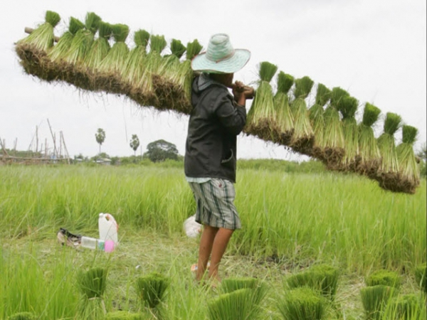 Việt Nam có thể soán ngôi Thái Lan về xuất khẩu gạo