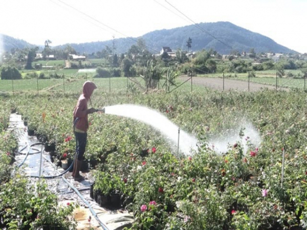 Người sở hữu hàng trăm gốc hoa hồng ngoại