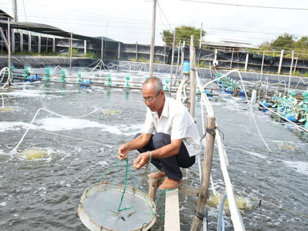 Tỷ phú nhờ tiên phong mô hình nuôi tôm hai giai đoạn