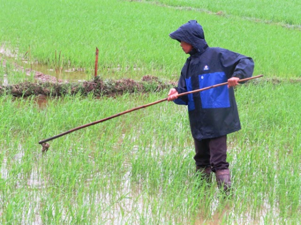 Nông dân ra đồng phòng trừ chuột, bọ trĩ, sau tết