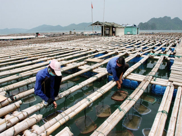 Kỹ thuật nuôi tu hài thương phẩm